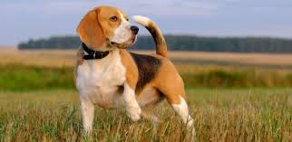 Beagle Cinsi Kopek Bakimi Ve Ozellikleri