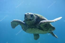 Stockfotos Unterwasserschildkröten Bilder, Stockfotografie  Unterwasserschildkröten - lizenzfreie Fotos | Depositphotos