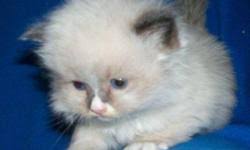 The flame point ragdoll color. Himalayan X Ragdoll Kittens For Sale In Edmonton Alberta Nice Pets In Canada