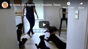 Explore other popular pets near you from over 7 million businesses with over 142 million reviews and opinions from yelpers. Suburban K9 Houston Dog Training Suburban K9