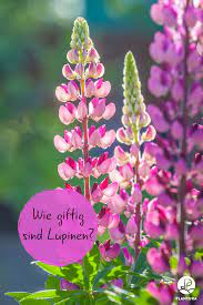 Lupinen gelten inzwischen als die regionale, pflanzliche eiweißquelle schlechthin. Lupinen Giftig Oder Nicht Plantura Minigarten Garten Pflanzen