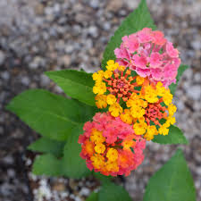 Image result for Lantana moldenkei