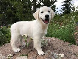 Click here to be notified when new english golden retrievers puppies are listed. Two More Of Our 12 Week English Golden Retriever Puppies Facebook