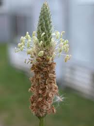 Image result for Cyathula lanceolata