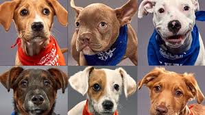 Our group of volunteer foster homes spans the north east, and our adoption. How To Watch 2020 Puppy Bowl On Animal Planet Before The Super Bowl