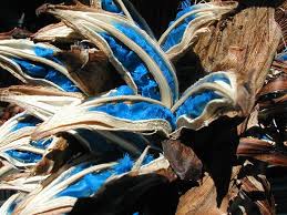 Travelers Palm Bird Of Paradise Brilliant Lapis Lazuli Travelers Palm Seeds Travellers Palm Seeds Seed Pods
