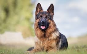 Maybe you would like to learn more about one of these? German Shepherd Training In Colorado Springs Dog Training Elite