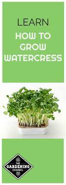 How To Grow Watercress Organic Vegetable Garden Home Vegetable Garden Growing Food Indoors
