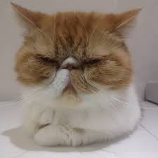I M Actually Very Chilled Exoticshorthair Flatfacecat Cutecat Cat Chilledcat Grumpycat Catofinstagram Funnycat Funny Cats Flat Faced Cat Grumpy Cat