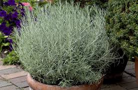Image result for Helichrysum chasei