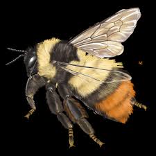 Image result for Bombus polaris