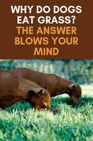 Why Do Dogs Eat Grass The Answer Will Blow Your Mind Dogs Eating Grass Dog Eating Holistic Dog Care
