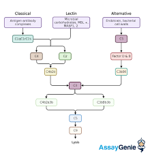 Image result for Complement Pathway