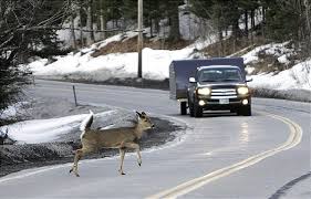 Maybe you would like to learn more about one of these? Oh Deer What Happens When You Hit A Deer Mcdougall Insurance