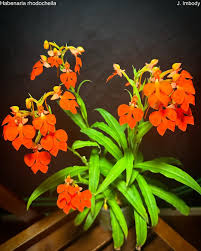 Image result for Habenaria dregeana