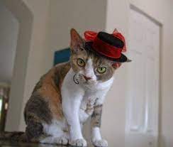Walton Had His Milliner On Hand At The Drop Of A Hat Literally Cats Cats With Hats Curly Cat