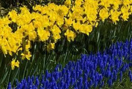 Daffodils And Grape Hyacinths Google Search Daffodils Narcissus Muscari
