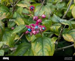 Image result for Clerodendrum rotundifolium