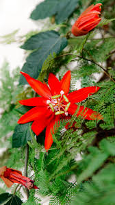 Image result for Passiflora vitifolia