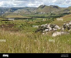 Image result for Loudetia simplex