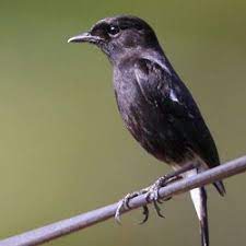 List download lagu mp3 suara decu kembang gacor (5:64 min), last harga burung decu mini cukup murah, bisa dibeli mulai dari rp 80.000. Jual Burung Decu Murah Harga Terbaru 2021