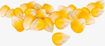 Cartoon Corn Crop Corn Kernels Cartoon Corn Crop Png Transparent Clipart Image And Psd File For Free Download Corn Crop Clip Art Corn Kernel