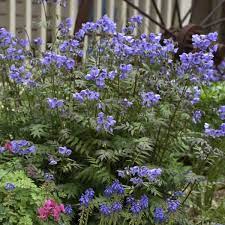 Trending restaurants florals & gifts by albertsons rite aid krispy kreme jersey mike's subs pieology pizzeria. Heaven Scent Jacob S Ladder In 2021 Blooming Plants Perennials Purple Plants