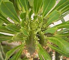 Image result for Euphorbia dolichoceras