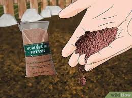 Check spelling or type a new query. 3 Ways To Add Potassium To An Organic Garden Wikihow