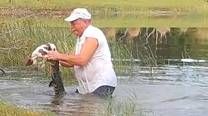 Since 1994, florida poodle rescue has been dedicated to poodles. Watch Man Pulls Puppy From Jaws Of Alligator After Rescuing It In Pond