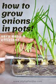 How To Grow Onions At Home From Food Scraps Growing Spring Onions Grow Onions How To Grow Onion
