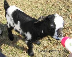 Bottle Feeding 101 Goat Spots