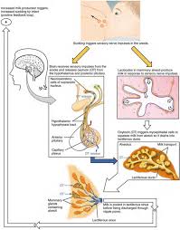 Lactation Boundless Anatomy And Physiology