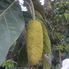 Image result for Artocarpus