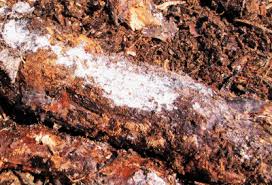 Is this cotton wool fungus? White Fungus In Compost Bin Is Actinomycetes In Manure Compost Dangerous
