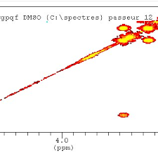 Image result for Campylospermum densiflorum