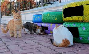 Sanliurfa Buyuksehir Belediyesi Kedi Evi Projesini Hayata Gecirdi Sanliurfa Buyuksehir Belediyesi