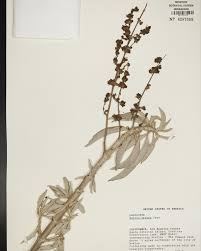 Image result for Kanahia laniflora