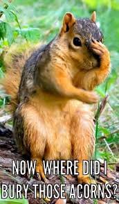30 Squirrels Memes And Photos That Will Drive You Nuts I Can Has Cheezburger Animals Squirrel Funny Cute Squirrel