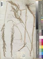 Image result for Eragrostis heteromera