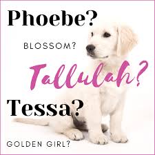 Nickname for one with the initials k. 300 Unique Female Dog Names By Category Pethelpful