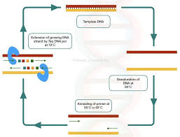 A Complete Guide Of Polymerase Chain Reaction What Is A Hot Start Pcr Pcr Primer Design Dna Results Primer Design