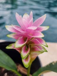 Image result for Siphonochilus brachystemon