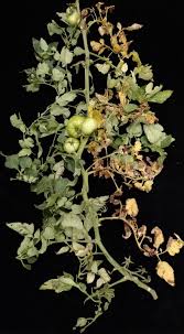 Image result for tomato seedling fusarium wilt
