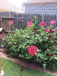 Hibiscus come in a variety of colors and appearances, but what is more important than choosing some hibiscus plants have lived over 40 years, meaning that you could be dealing with a very large do hibiscus plants come back? Pin On Dream Garden