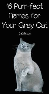 16 Purr Fect Gray Kitten Names You Ll Love Catvills Grey Kitten Names Kitten Names Kitten Names Boy