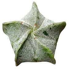 Image result for Biophytum crassipes