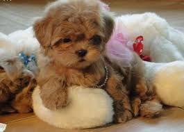 Local to all of dfw, texas! Tiny Tea Cup Maltipoo Puppies For Sale In Houston Texas Classified Americanlisted Com