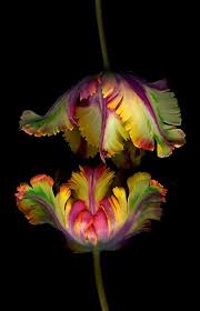 Pin On Life Is Beautiful Plants grow and change during their life and produce new offspring.