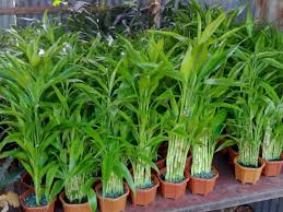 Indoor bamboos are aquatic plants, so they need to be watered with large amounts of water. How Does Lucky Bamboo Grow With Just Water Quora
